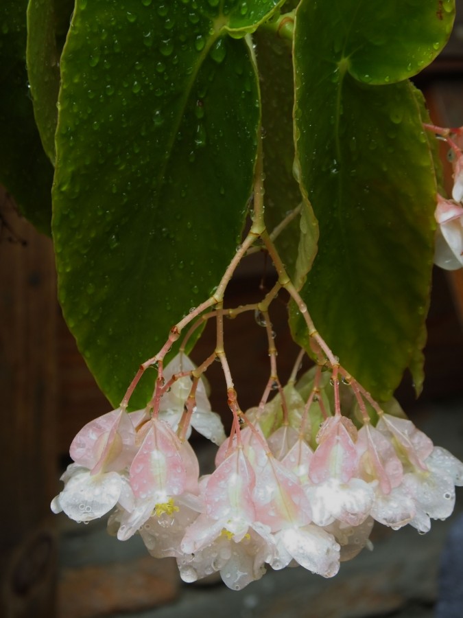 "Con la lluvia a flor de piel" de Juan Fco. Fernndez