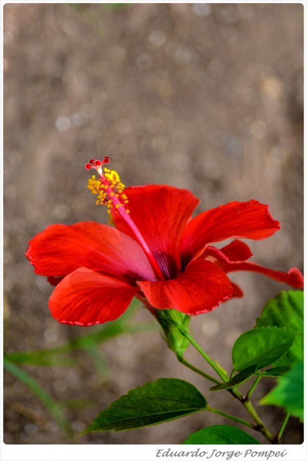 "Simplemente... una flor" de Eduardo Jorge Pompei