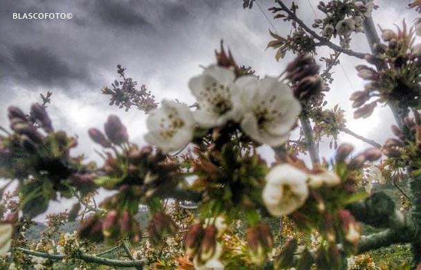 "Flor del cerezo" de Luis Blasco Martin