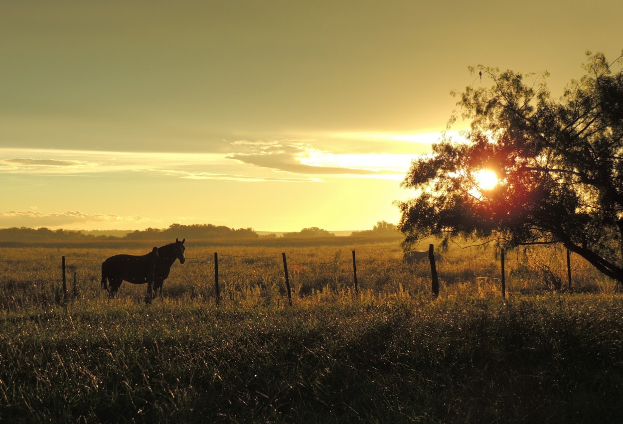 "De campo" de Carina Gironde