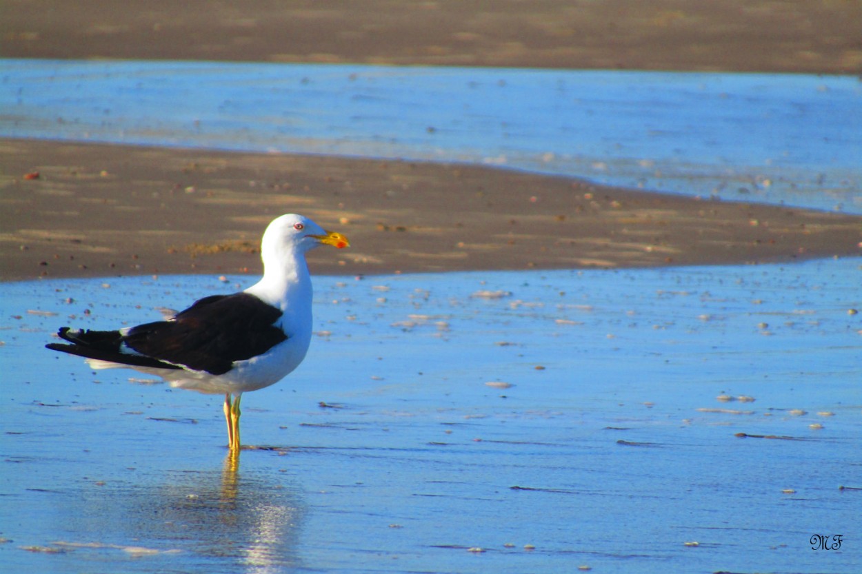 "Gaviota" de Mariel Fernandez