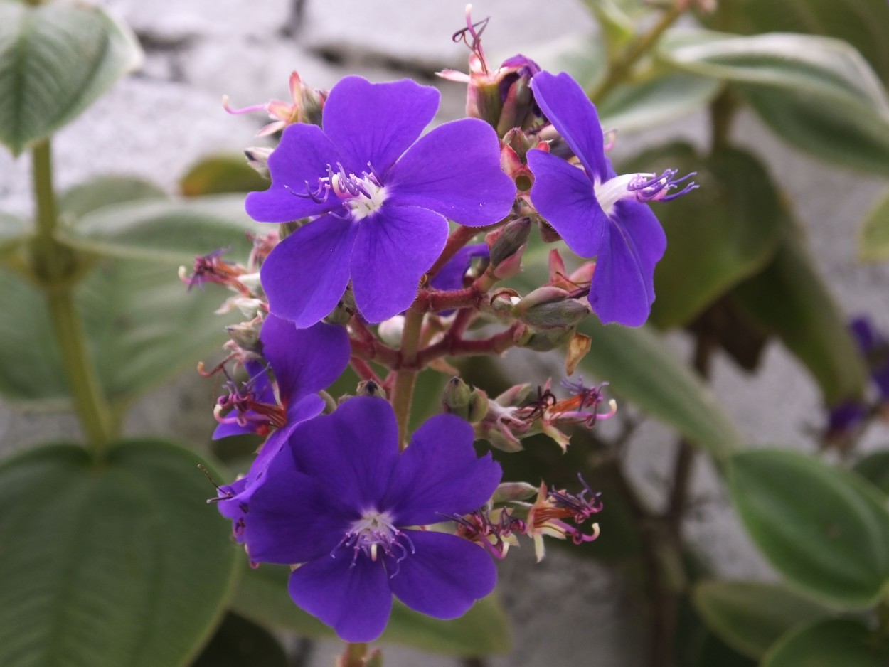 "Flores violetas" de Juan Fco. Fernndez