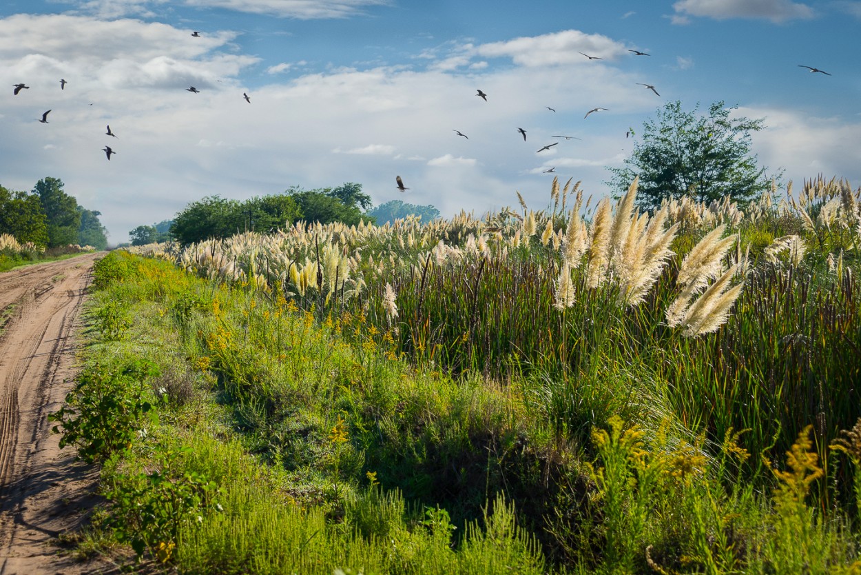 "Aves en vuelo" de Fernando Valdez Vazquez