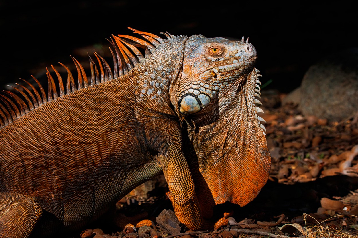 "Iguana Verde" de Carlos Amerio (cato)