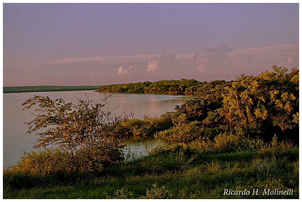 "Montes nativos en costas del Ro Uruguay" de Ricardo H. Molinelli