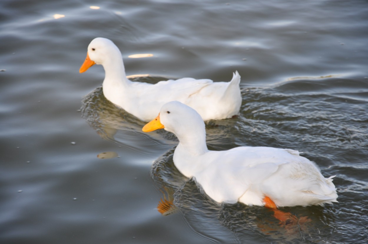 "los patos del parque central" de Jose Alberto Vicente