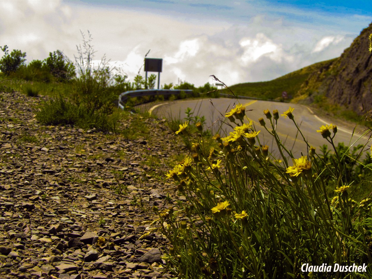 "*Al lado del camino*" de Claudia Duschek