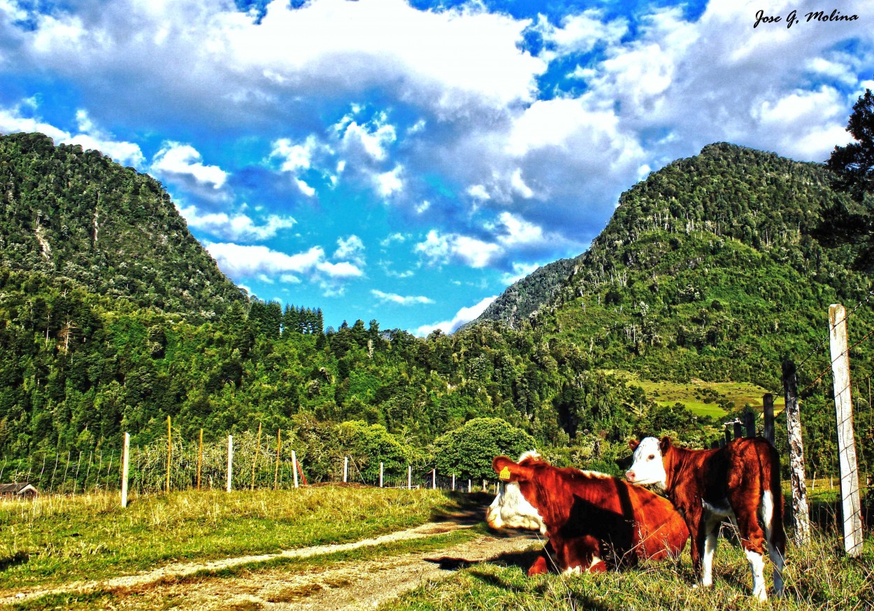 "Patagonia ralun" de Jose Antonio Guerrero Molina