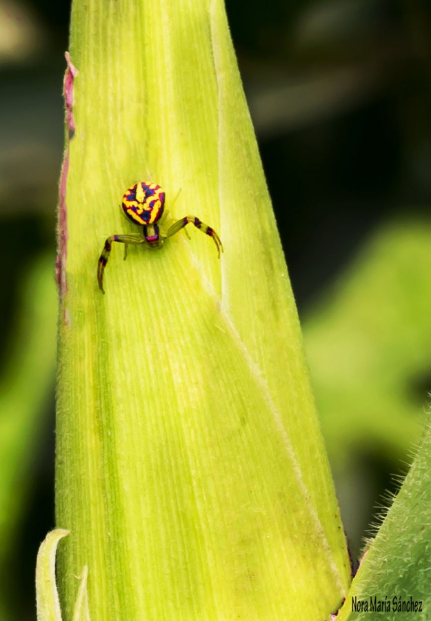 "Diseo de la naturaleza" de Nora Maria Sanchez