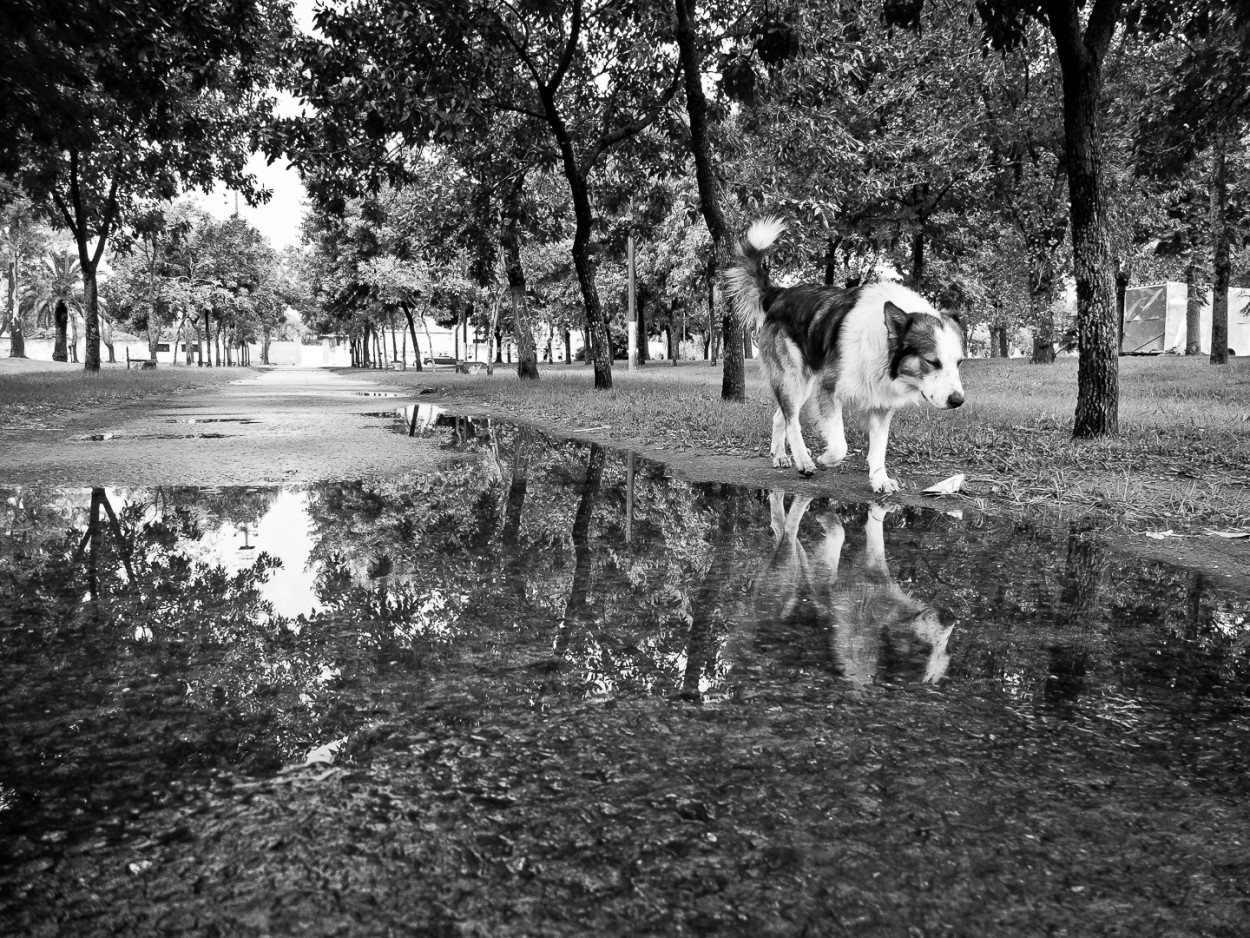 "Reflejado" de Fernando Valdez Vazquez