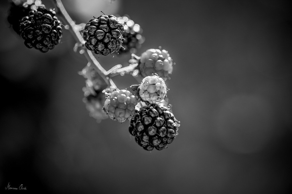 "Moras..." de Carmen Esteban