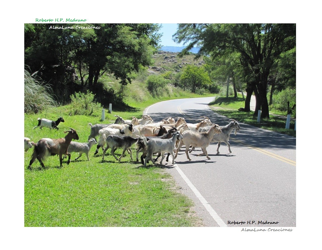 "El paso de las Cabras!!" de Roberto Medrano