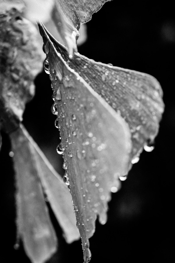 "engalanada de lluvia" de Cristina Beatriz Rodrguez