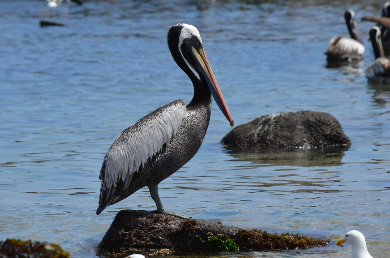 "pelecanus" de Pablo Ferrazini