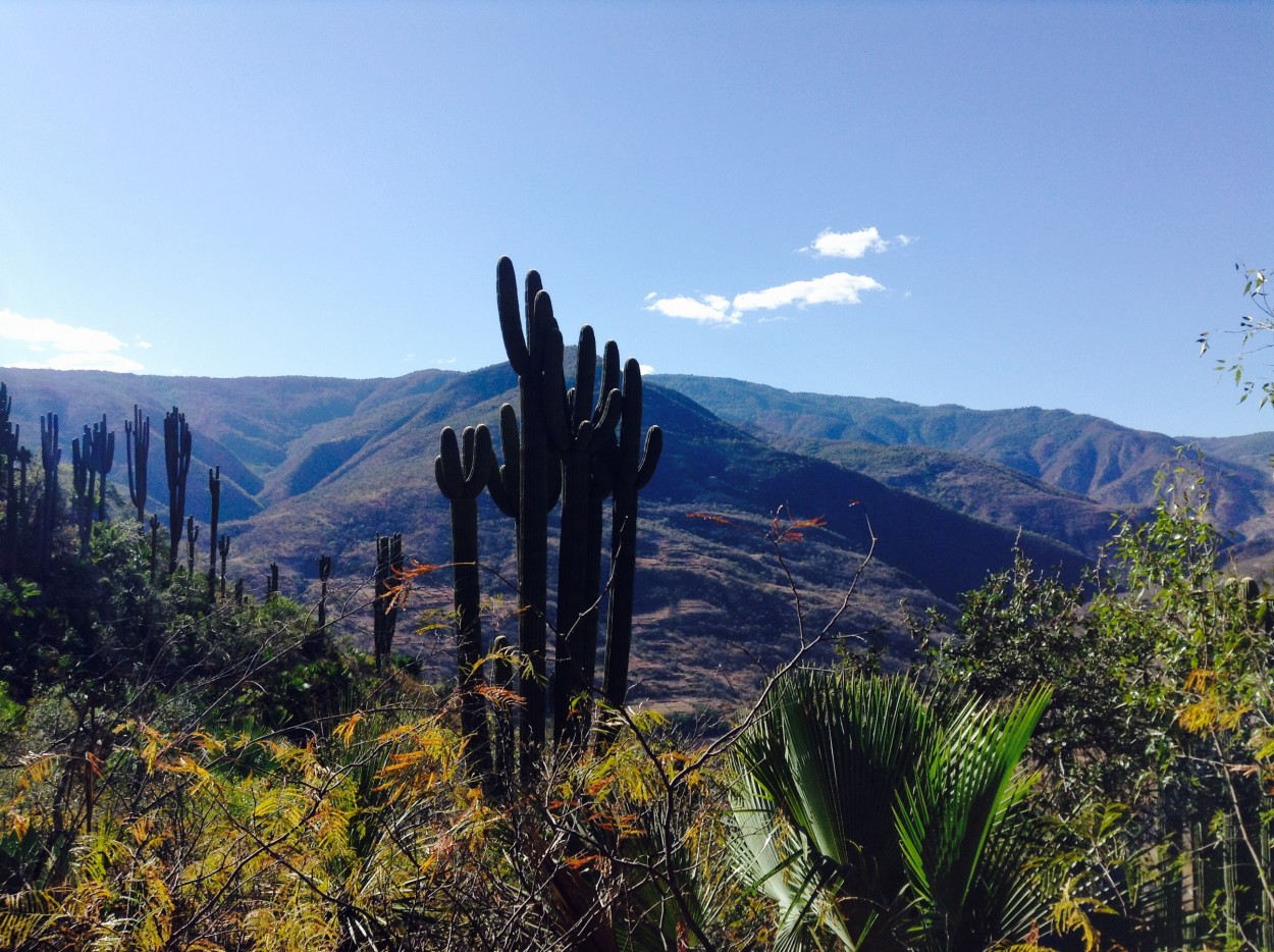 "Vegetacin de la Mixteca Oaxaquea" de Lucelia Santiago Salazar