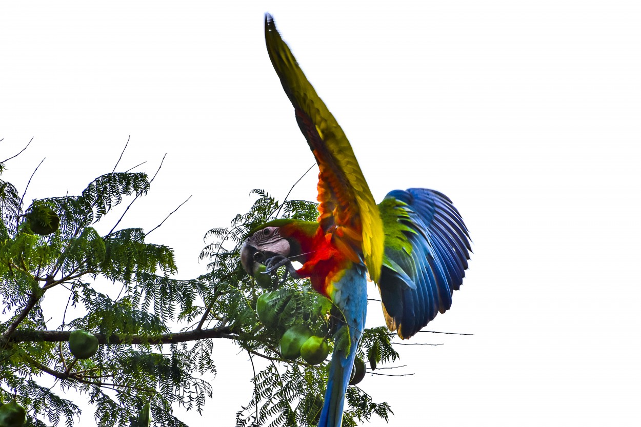 "Con las alas desplegadas" de Adriana Claudia Gallardo