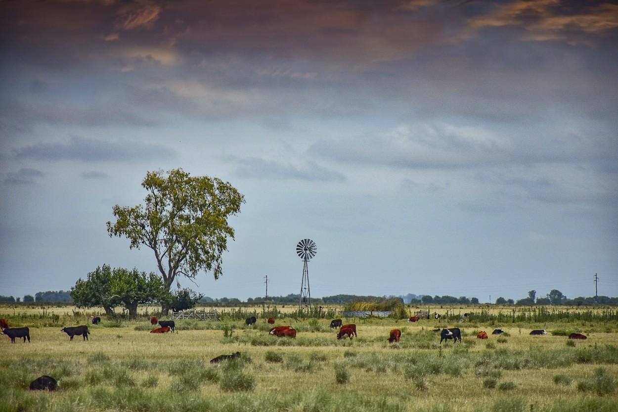 "El campo" de Adriana Claudia Gallardo