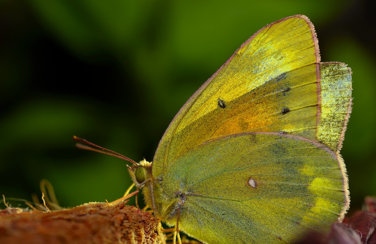 "Isoca de la alfalfa (Colias lesbia lesbia)" de Edgardo Daniel Snchez Torterolo