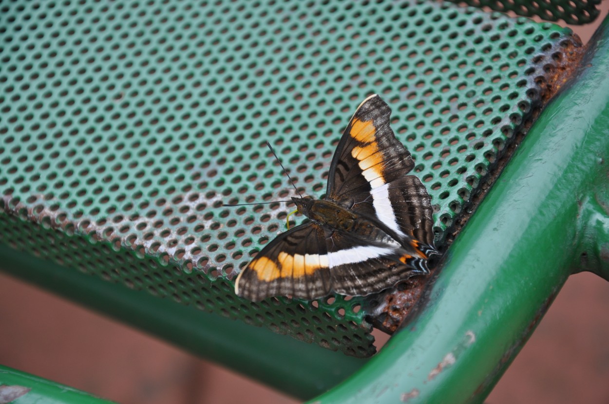 "mariposas del parque nacional Iguazu" de Jose Alberto Vicente