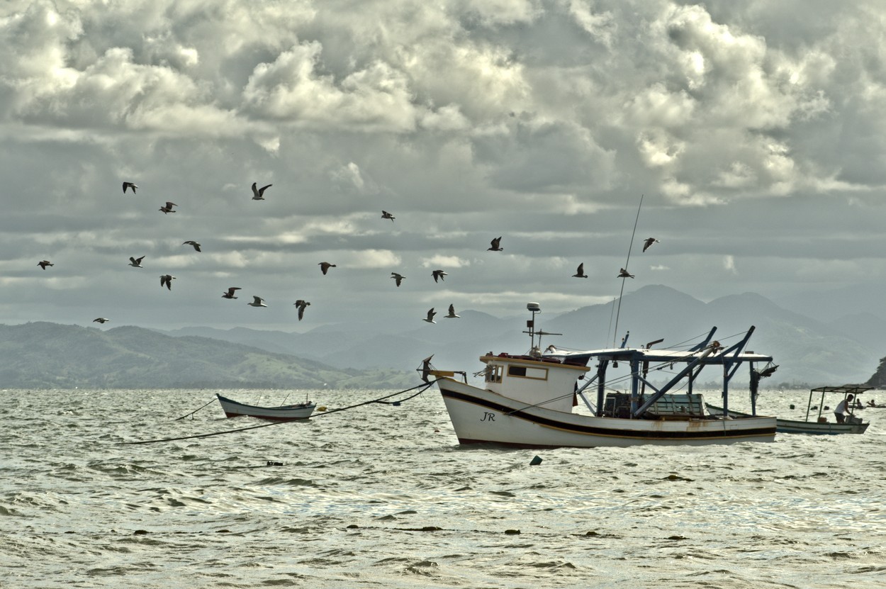 "Gaviotas" de Pablo Abrudsky