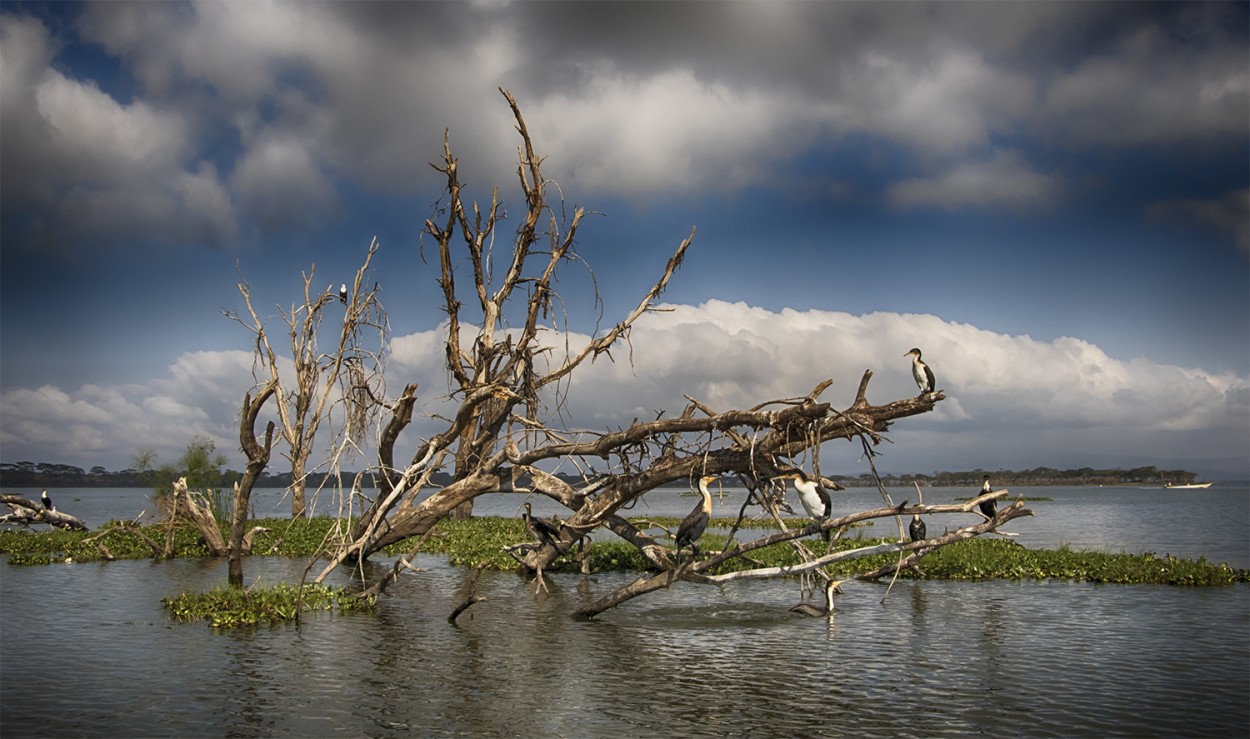 "Lago Naivasha" de Edith Polverini