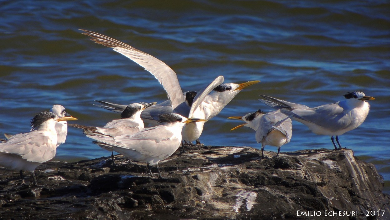 "Aves marinas IV" de Emilio Echesuri