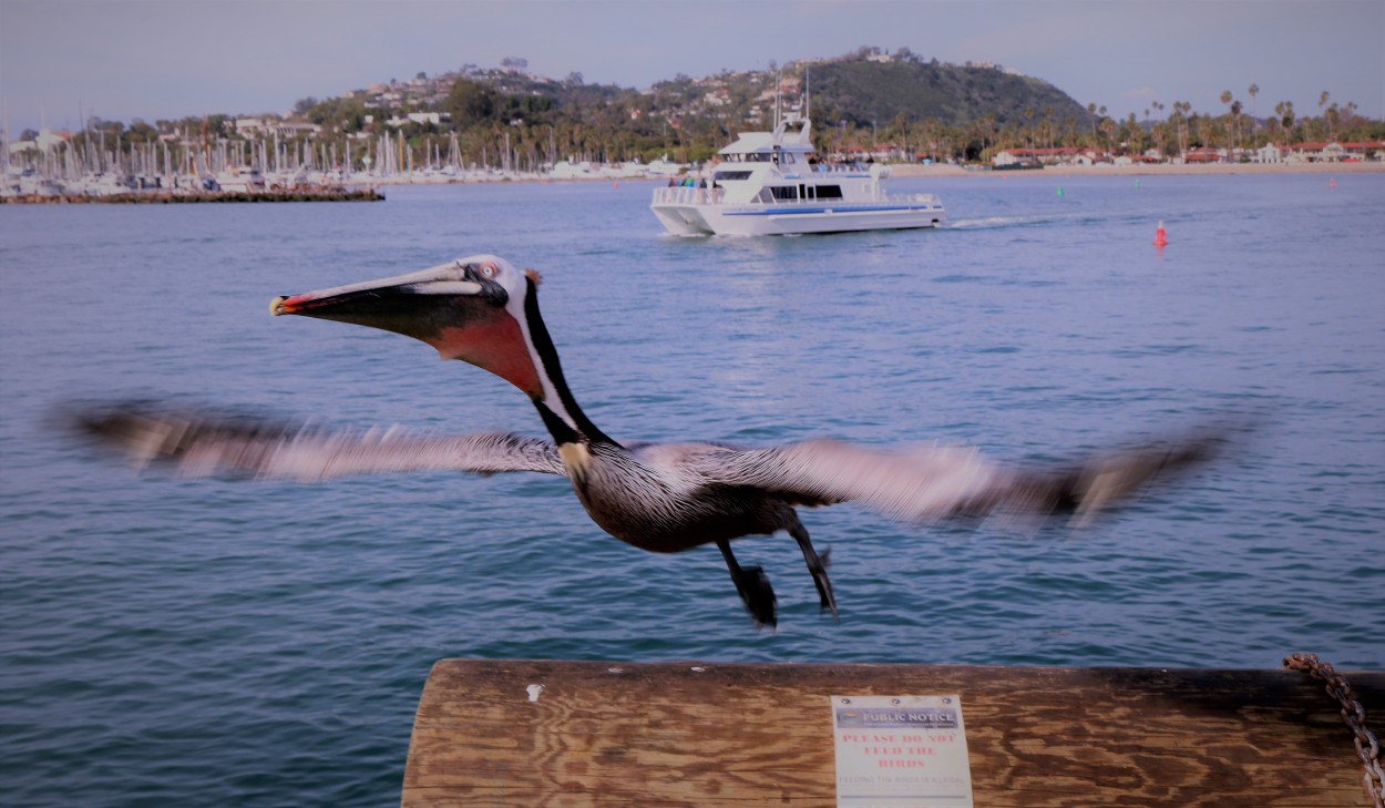 "Me voy!!!" de Eduardo Alfredo Balducci