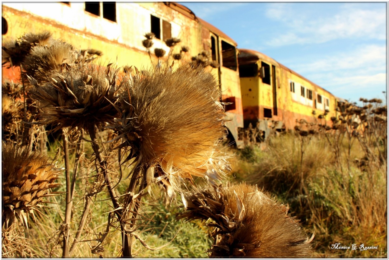 "Cardos dorados en el cementerio de trenes" de Mnica Rossini