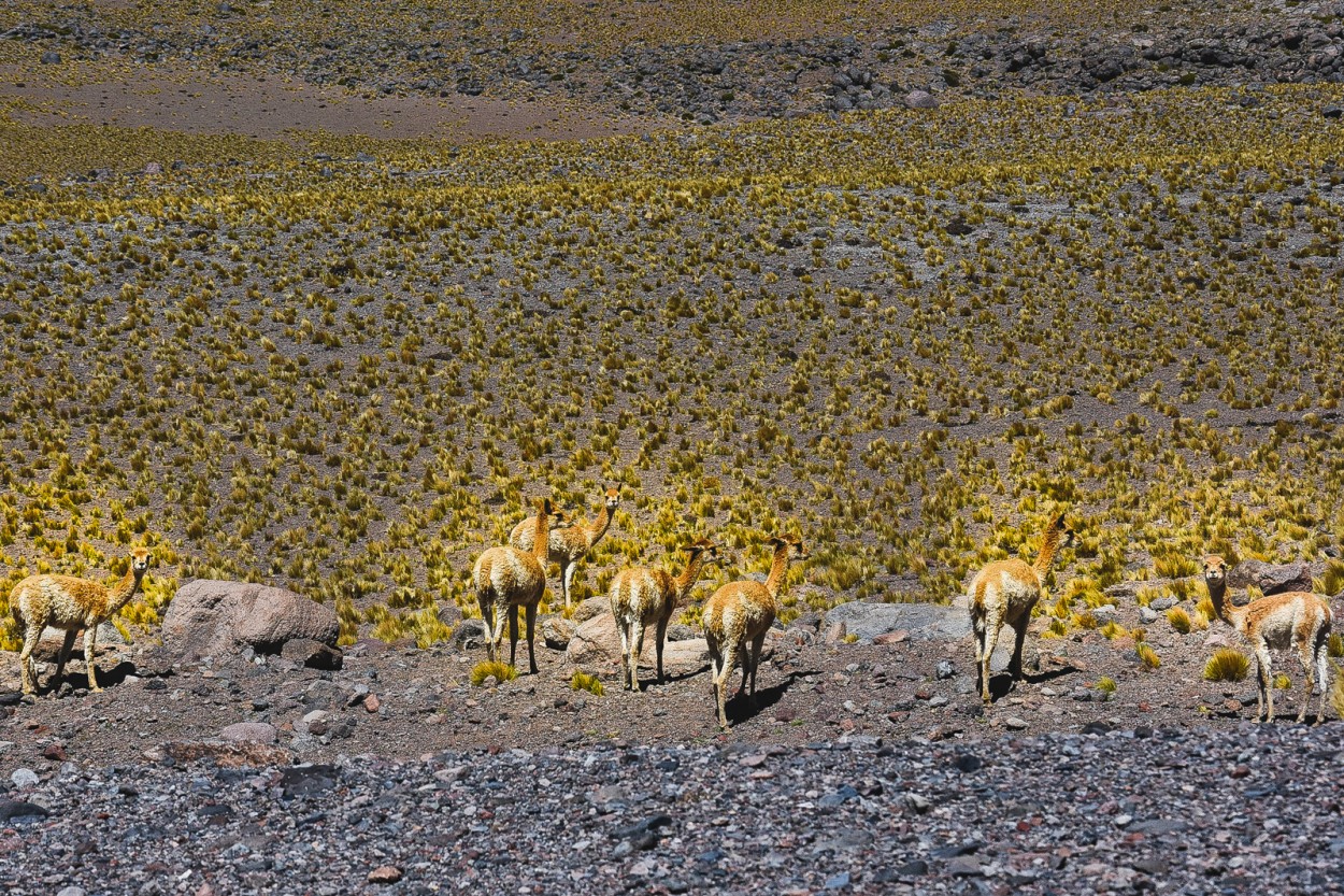 "` GUANACOS `" de Graciela Larrama