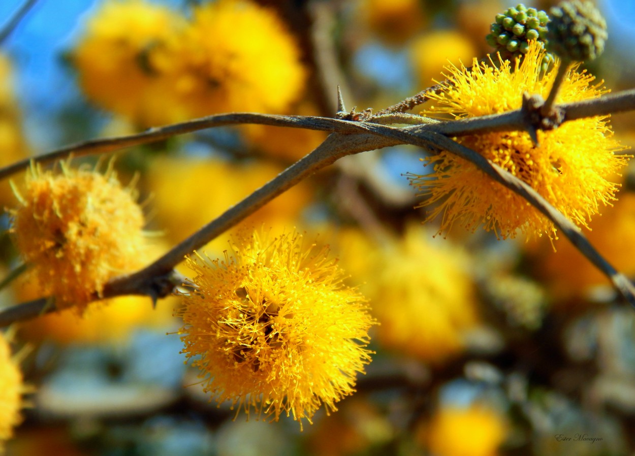 "Aromo en flor." de Ester Francisca Macagno