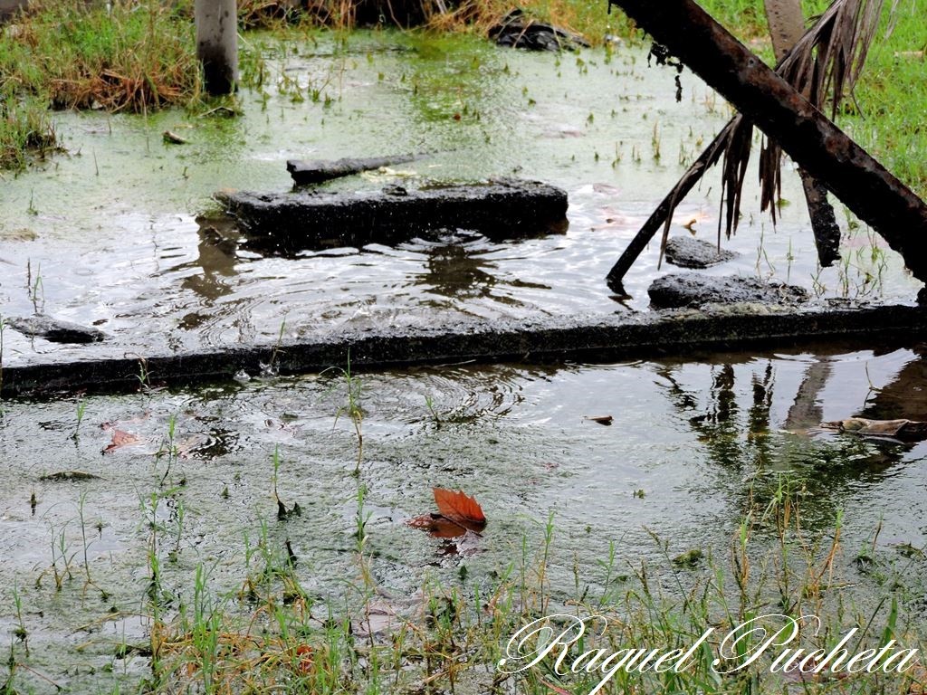 "Pantano" de Raquel Pucheta