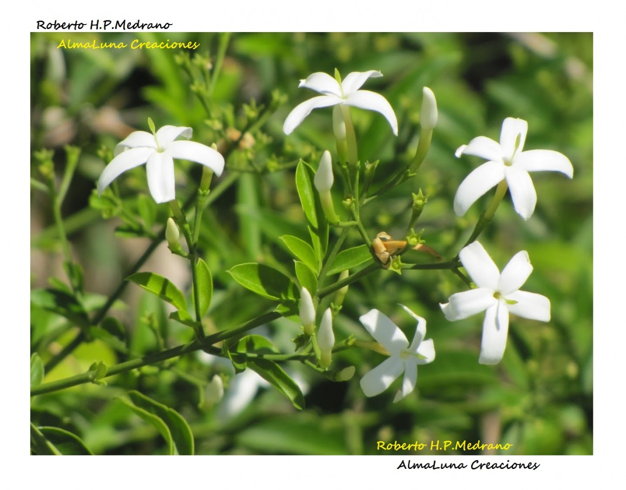 "Flor" de Roberto Medrano