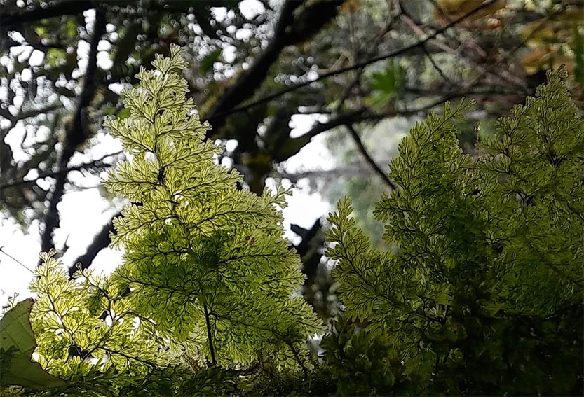 "verdes hmedos" de Vernica Dana