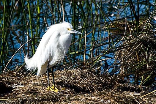 "Garza" de Williams Daniel Nuez