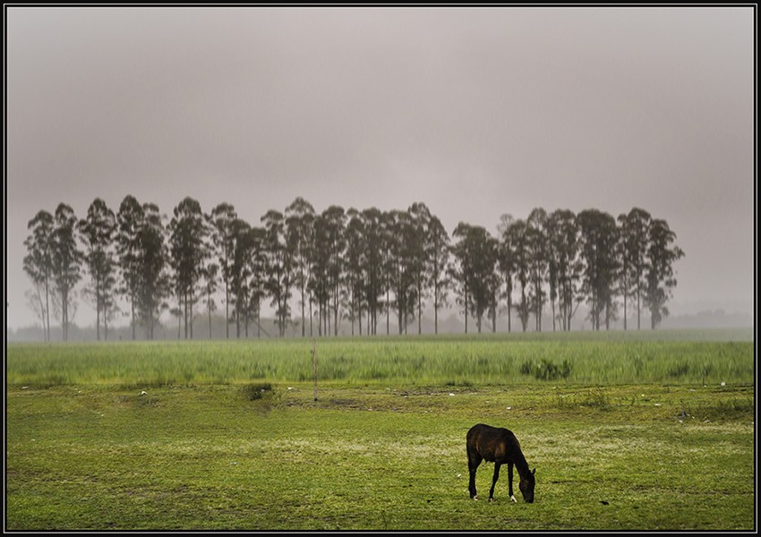 "Solitario" de Ruben Perea