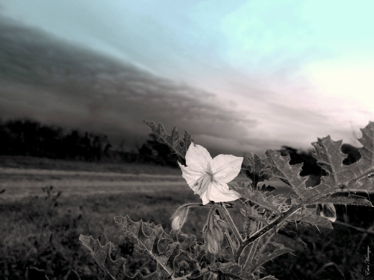 "Flor silvestre." de Ester Francisca Macagno