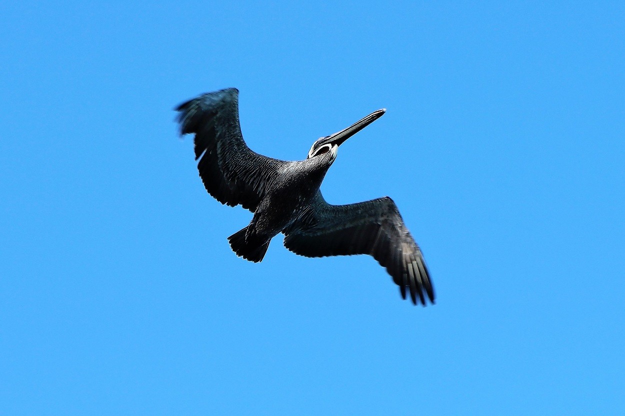 "Sobrevuelo!!!!!!" de Eduardo Alfredo Balducci