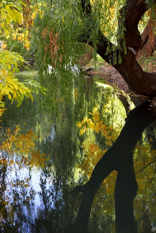 "Reflejos de otoo." de Carlos E. Wydler