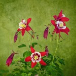 Aquilegias