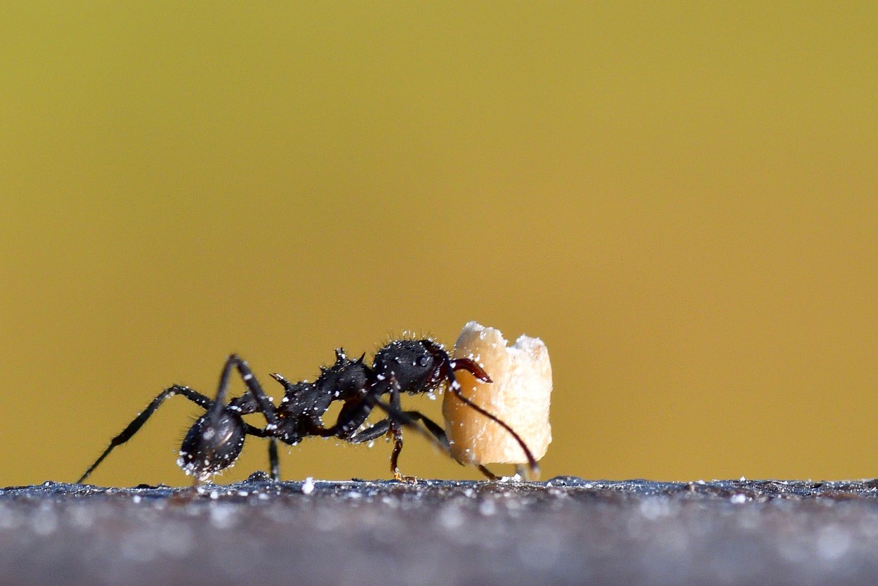 "Trabajo de hormiga" de Edgardo Daniel Snchez Torterolo