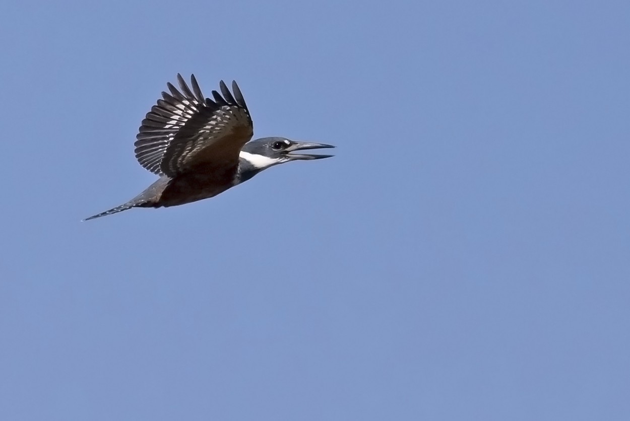 "vuelo" de Edith Polverini