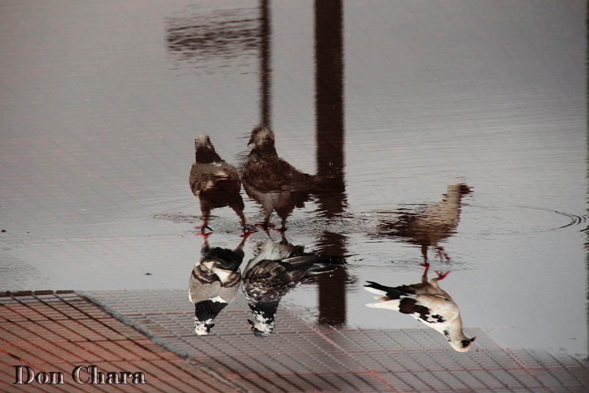 "Trio reflejado" de Maximo Alberto Chara