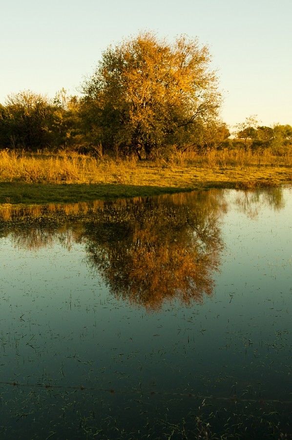 "Reflejo" de Ricardo H. Molinelli