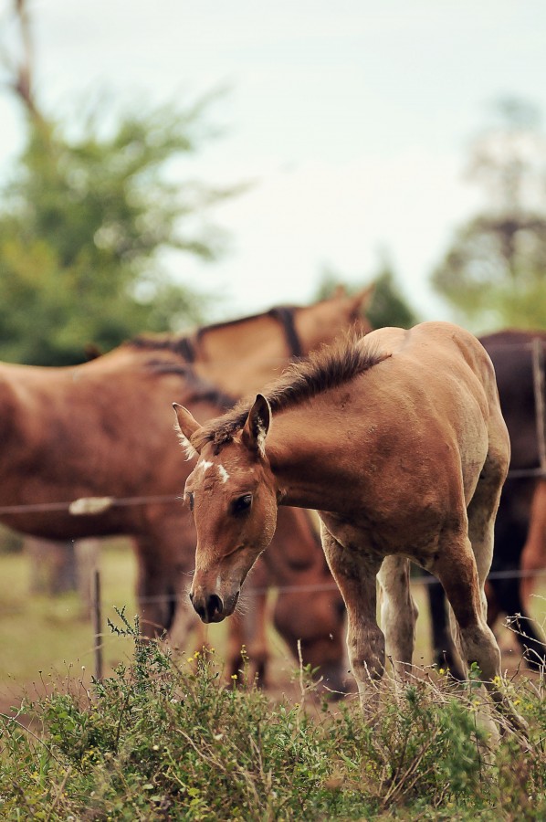 "Caballos" de Mauricio Alejandro Granata.