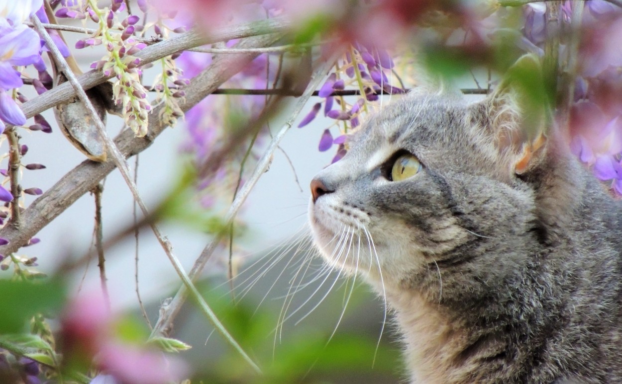 "Spring Cat" de Carina Gironde