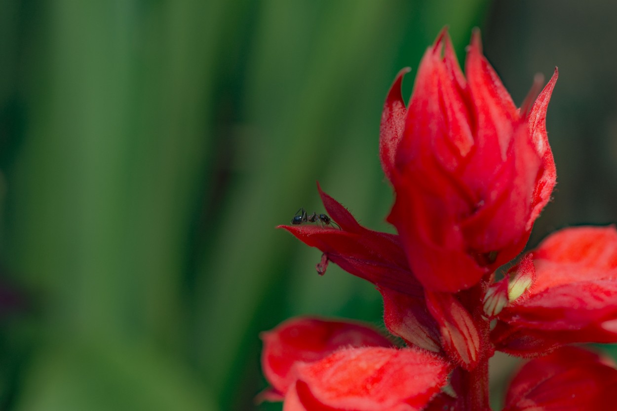 "Red" de Adriana Claudia Gallardo