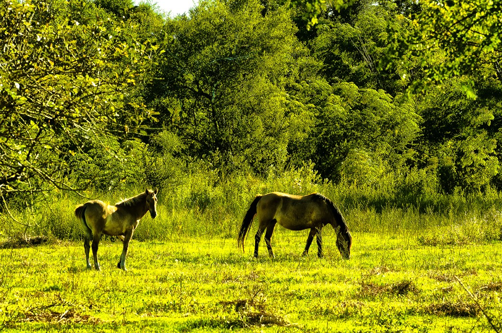 "Pastando en la pradera" de Ricardo H. Molinelli