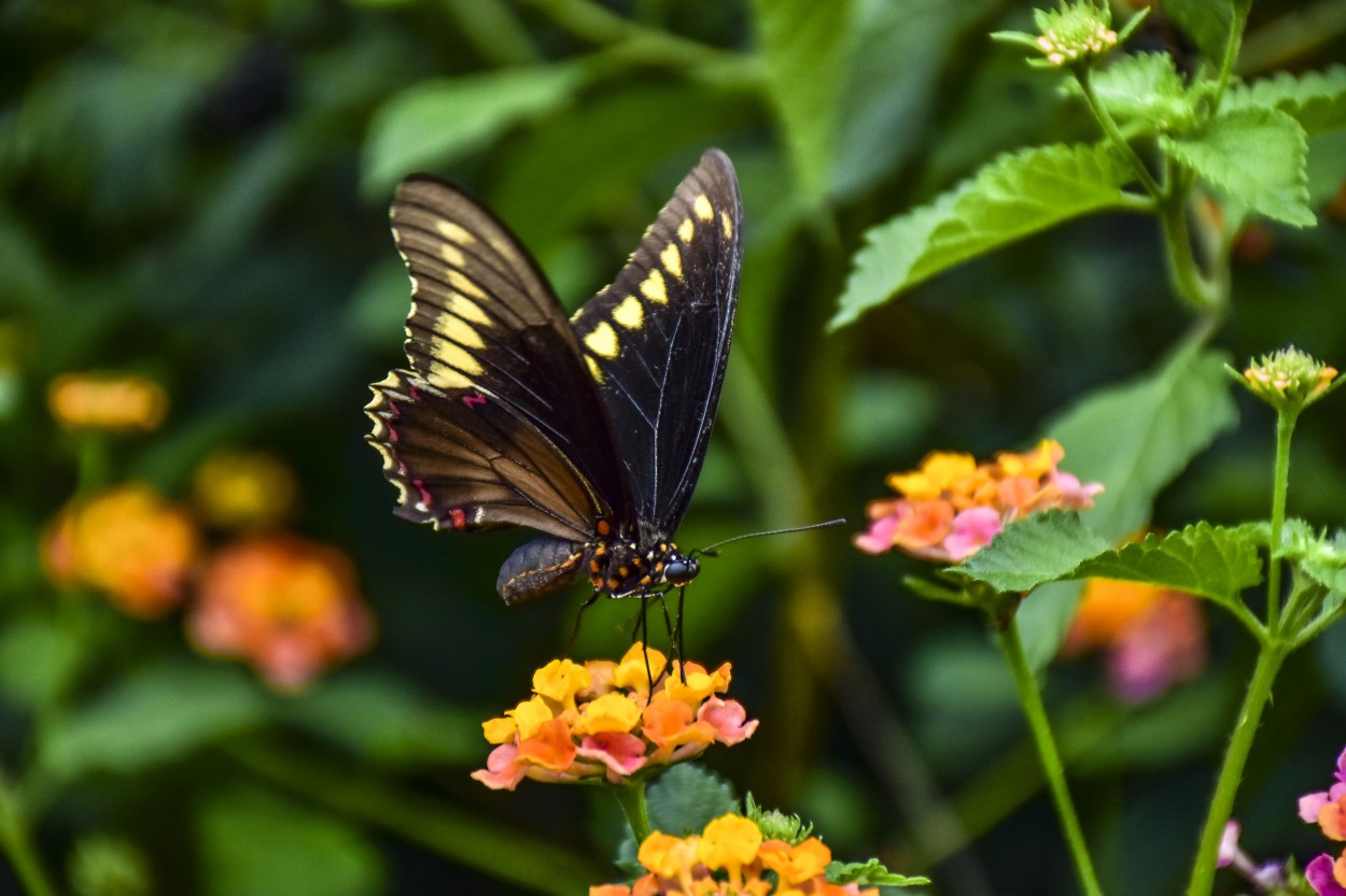 "Butterfly" de Adriana Claudia Gallardo