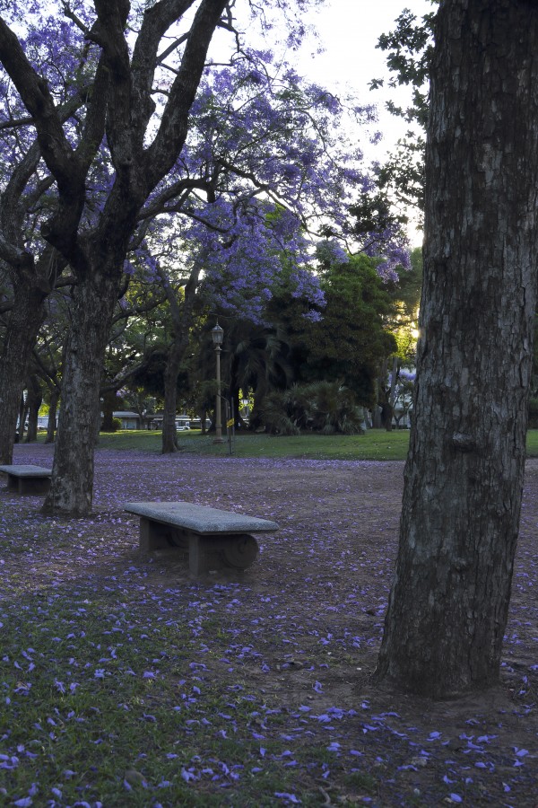 "Tardecita en Palermo" de Natalia Harosteguy