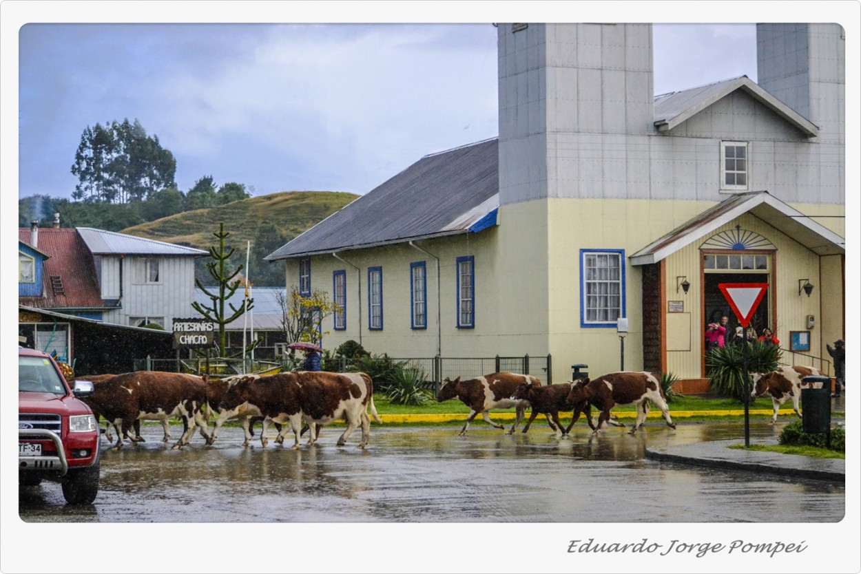 "Vacas por la iglesia" de Eduardo Jorge Pompei